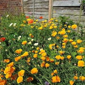 differently coloured poppies but mainly Californian poppies